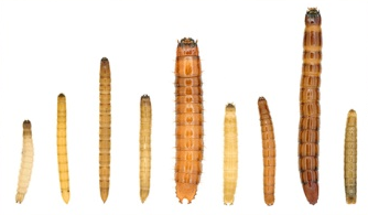 Différentes espèces de vers